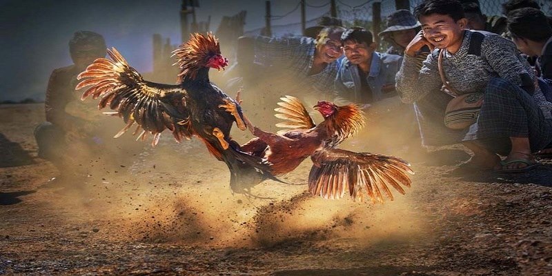 Những ưu điểm nổi bật mà chỉ có đá gà thomo mới có