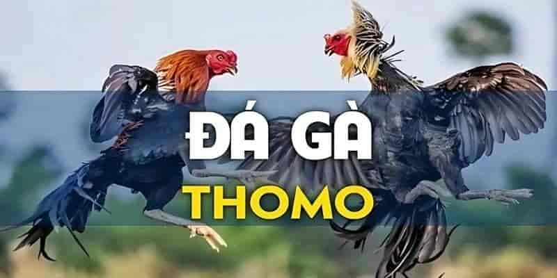 Giới thiệu sơ qua những người mới về đá gà thomo